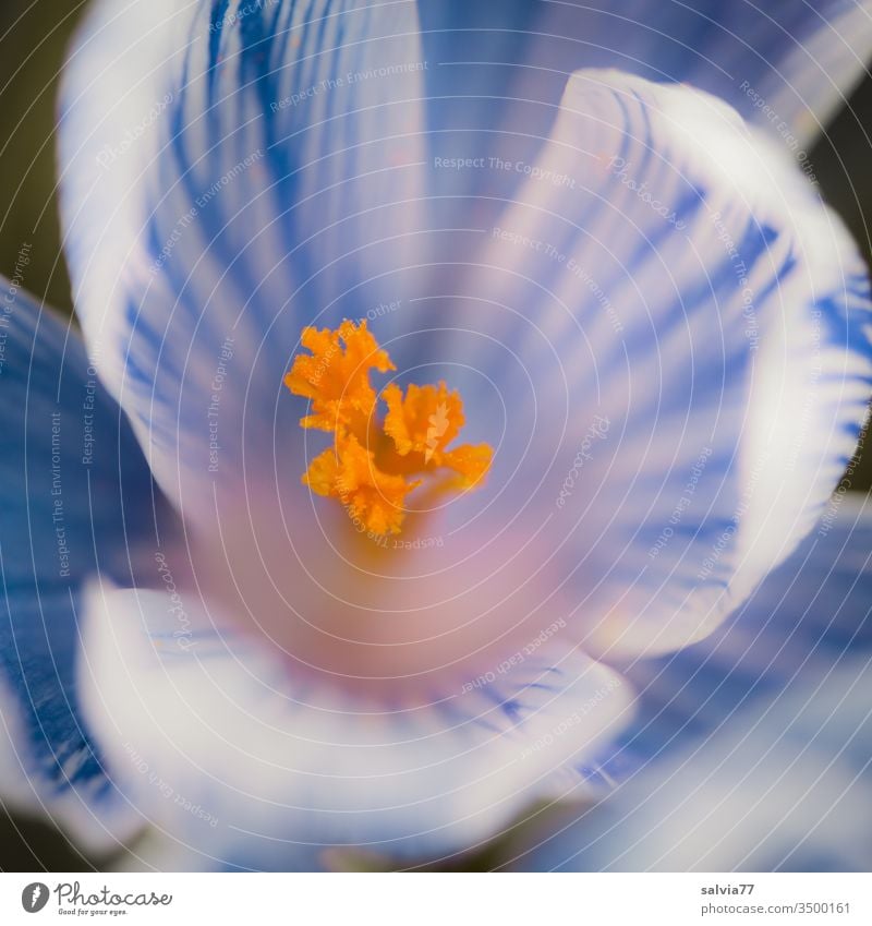 weiß-blaue, geöffnete Krokusblüte mit orangenem Stempel Blume Blüte Frühling Frühblüher Duft blühen Garten Natur Pflanze Menschenleer Makroaufnahme