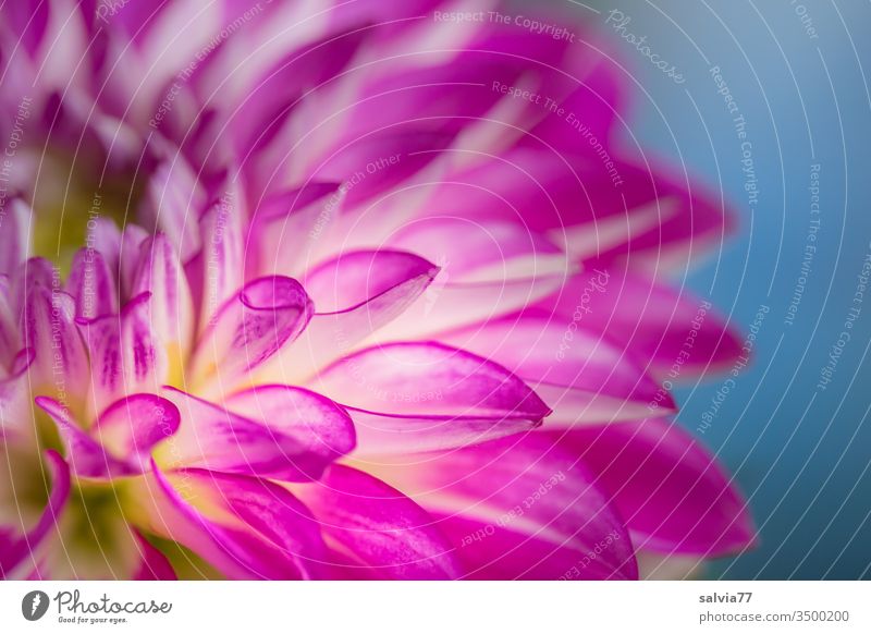 flower power | Dahlie in pink Blüte Blume Natur Duft Sommer Garten Blühend Farbfoto Makroaufnahme Detailaufnahme Außenaufnahme Textfreiraum rechts