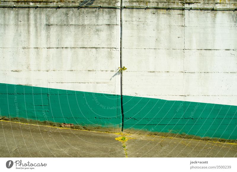 Öde farbige Betonmauer mit Spalte  durch welches sich ein bisschen grün durchmogelt. grau weiß Pflänzchen Gedeckte Farben Rampe Detailaufnahme