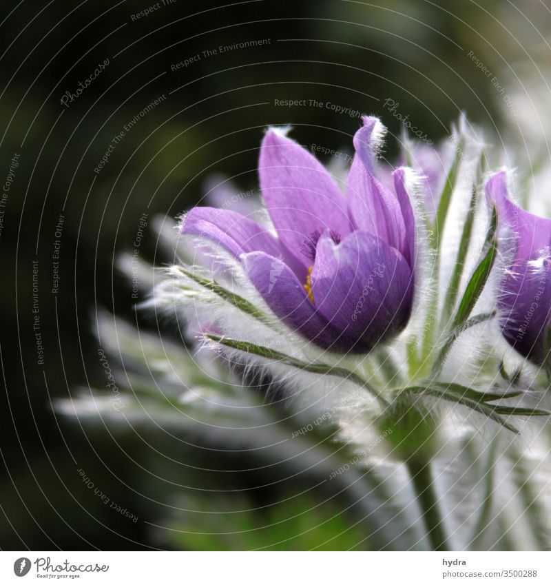 lila Küchenschelle blüht im Garten vor dunklem Hintergrund Blüte violett Pulsatilla vulgaris pulsatilla Blühend Pflanze Romantik Farbe geheimnisvoll Stimmung