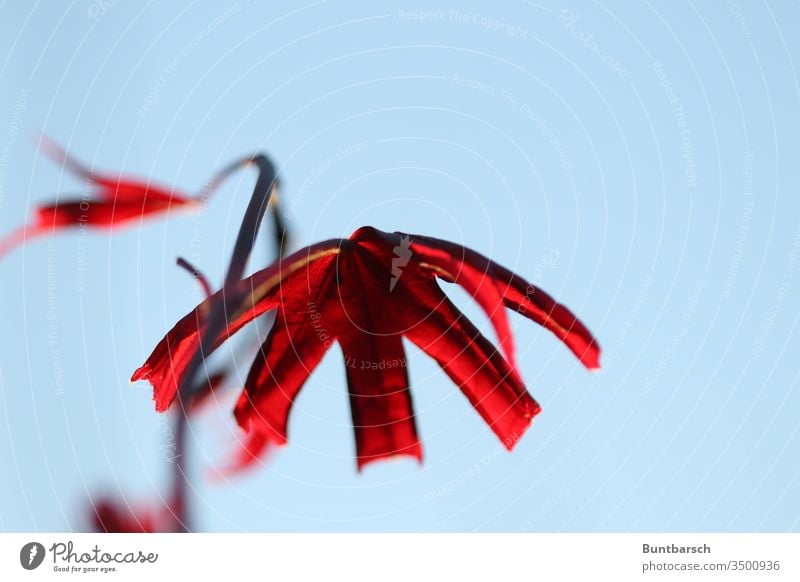 Japanischer Fächerahorn Blutahorn Wachstum Farbe Schönes Wetter außergewöhnlich Makroaufnahme Zentralperspektive schön Frühling ästhetisch Textfreiraum unten