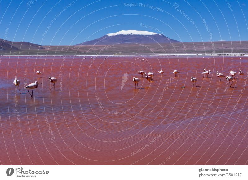 Flamingos in der Laguna Colorada, Roter See, Andengebirge, Bolivien Abenteuer altiplano Altiplano Seen schön Schönheit der Natur blau Blauer Horizont