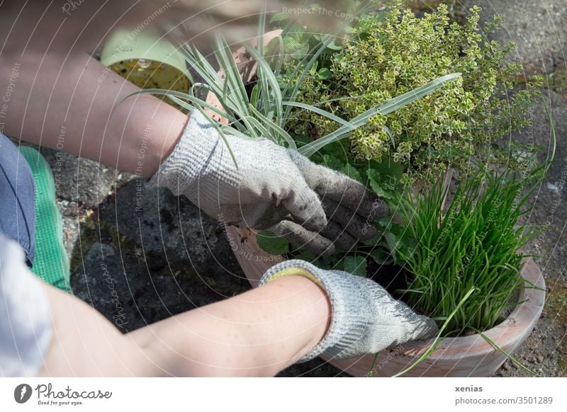 eine Gärtnerin pflanzt mit Handschuhen Kräuter in einen Topf aus Terrakotta Kräutergarten einpflanzen Pflanzzeit Bioprodukte Pflanze Gesunde Ernährung Tongefäß