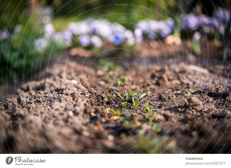 Rote Beete Pflänzchen wachsen im Beet heran, im Hintergrund blühen Stiefmütterchen an einem schönen Frühlingstag Pflanze Gemüse Erde Wachstum klein zart Garten