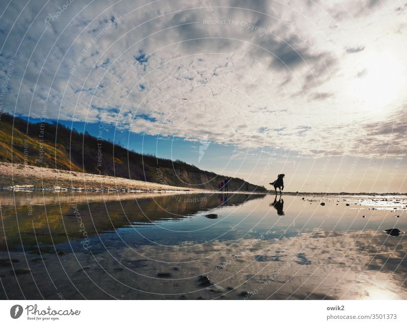 Doppeltes Lottchen Strand Hund rennen hetzen verspielt Spiegelung Spiegelbild doppelt Wasser Ostsee Wolken Sonne Idylle draußen Küste Reflexion & Spiegelung