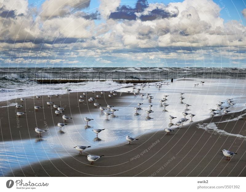 Gleichgesinnt Strand Müwen viele Vögel Versammlung gemeinsam gleichgesinnt Ostsee Wasser Horizont Himmel Wolken Wellen Steg Sand Spiegelung Meer Küste