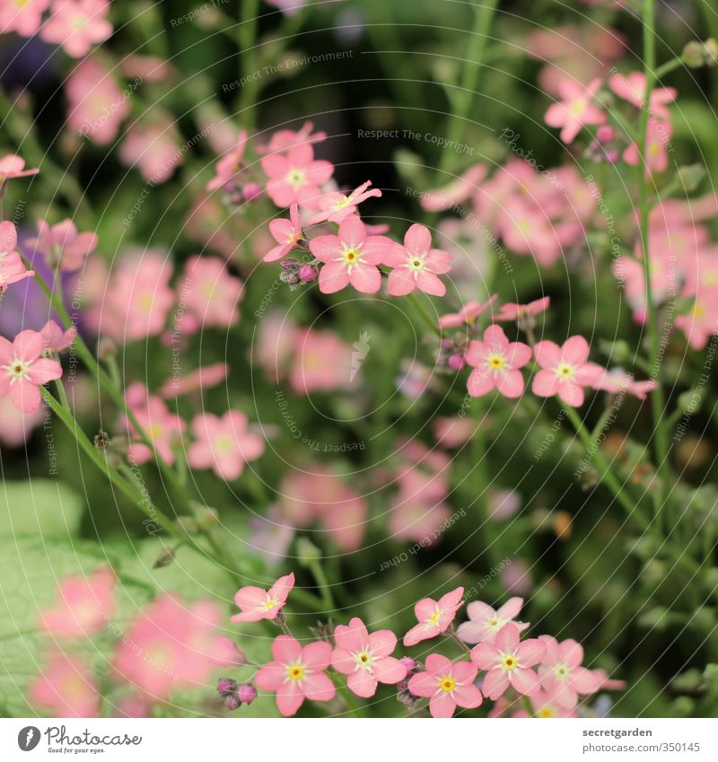 so muss sommer. Gartenarbeit Umwelt Natur Pflanze Frühling Sommer Blume Sträucher Blüte Park Blühend Duft Farbfoto mehrfarbig Außenaufnahme Nahaufnahme