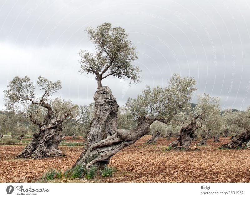 alt | uralte knorrige Olivenbäume mit bizarr gewachsenen Stämmen stehen in einem Olivenhain auf Mallorca Baum Olivenbaum Natur Menschenleer Außenaufnahme