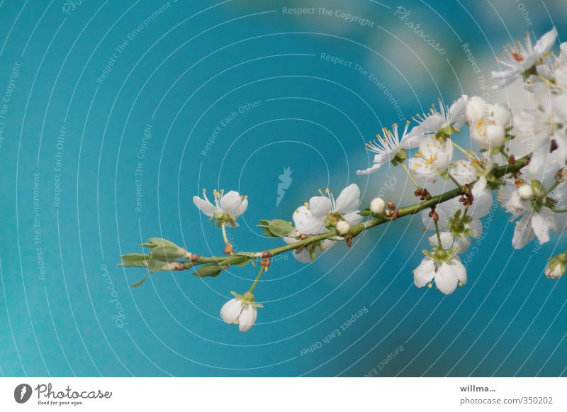 Kirschblütenzweig vor türkisem Hintergrund Frühling Blüte Zweig Apfelblüte Pflaumenblüte Blühend blau weiß zart Hintergrund neutral Blütenzweig Kischblütenzweig