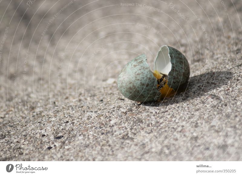 Verlierer. Zerbrochenes Vogelei mit Küken Eierschale kaputt Überleben grau grün Misserfolg verloren gebrochen Sand Leben Tod Hoffnungslosigkeit