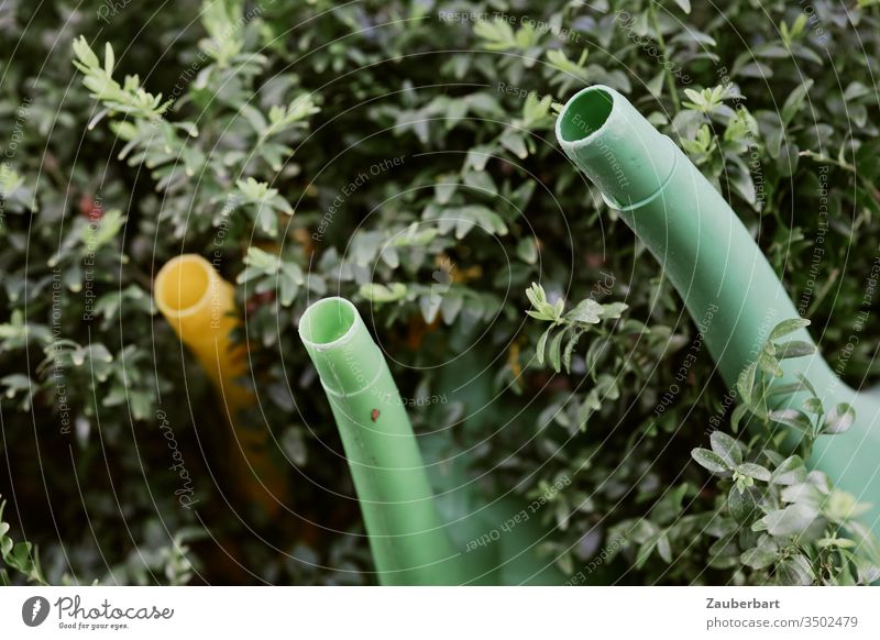 Drei Gießkannen schauen mit ihren Tüllen neugierig aus dem Gebüsch Buchsbaum grün gelb Kunststoff Rüssel Garten Gartenarbeit Wasser gießen bewässern Frühling