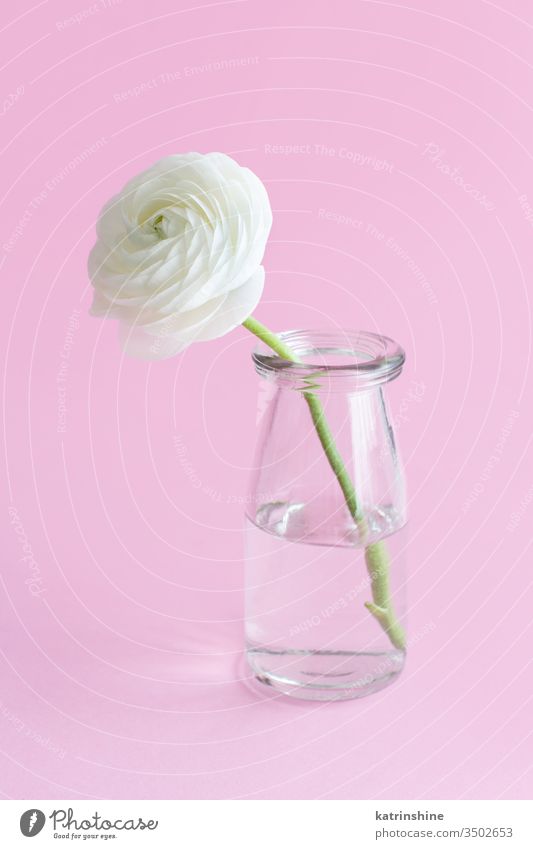 Frühlingskomposition mit einer weißen Blume in einem Glasgefäß auf hellrosa Hintergrund Ranunculus Roséwein Wasser romantisch Pastell weiche Farbe abschließen
