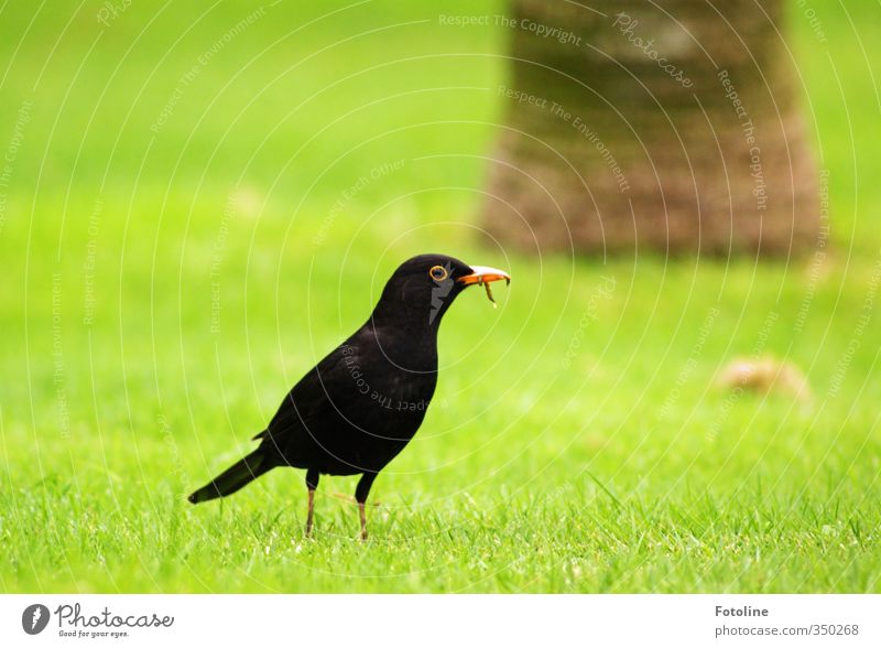 Miracoli ist fertig! Umwelt Natur Pflanze Tier Gras Garten Park Wiese Vogel Wurm natürlich grün schwarz Amsel Schnabel Fressen Baumstamm Farbfoto mehrfarbig