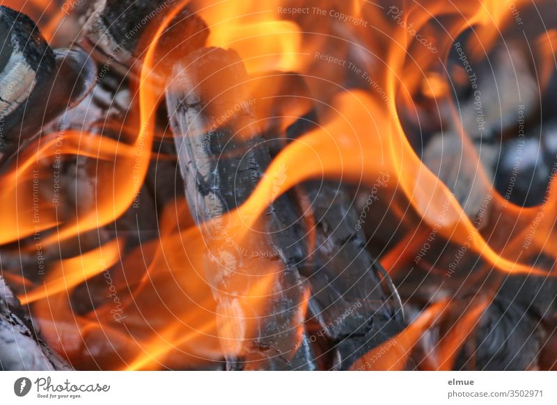 lodernde Flammen von brennendem Holz in einer Feuerschale heiß Brand verbrennen gefährlich anzünden Physik zündeln Verkohlung Asche orange Feuerteufel Gefahr