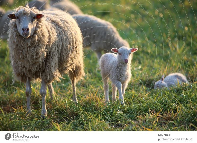 Schaf und Lämmchen Lamm Schafherde Nutztier Tier Tiergruppe Wiese Landschaft Bauernhof Schafswolle Fell Tierporträt Weide Landwirtschaft Gras Wolle Ranch