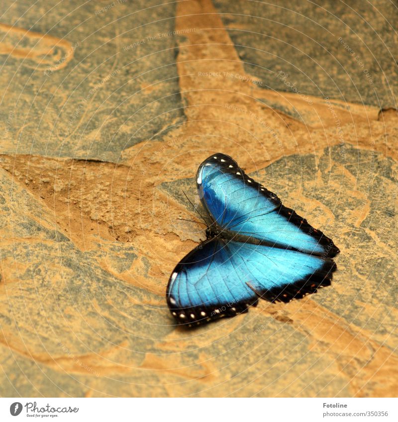total blau | total blaue Flügel Umwelt Natur Tier Schmetterling 1 ästhetisch natürlich schön Farbfoto mehrfarbig Nahaufnahme Menschenleer Tag Licht