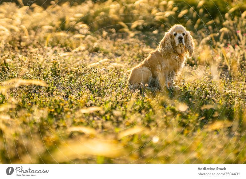 Süßer Welpe sitzt an einem Sommertag auf dem Feld Hund warten sitzen Wiese Cocker Spaniel golden Haustier Landschaft Tier Eckzahn heimisch Reinrassig Stammbaum