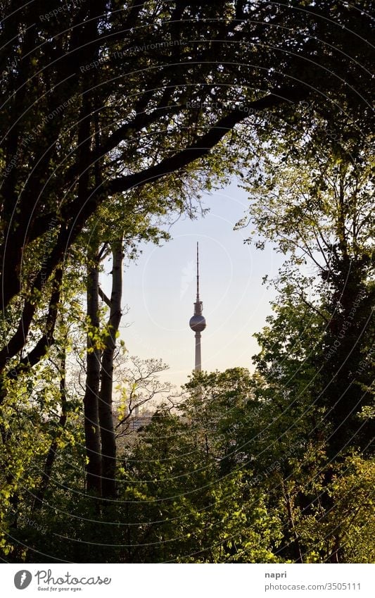 Sicht auf Berliner Fernsehturm am Horizont durch Lücke im Gebüsch . Alex Wahrzeichen Stadt Hauptstadt Sehenswürdigkeit Tourismus Deutschland Park Bäume Mitte