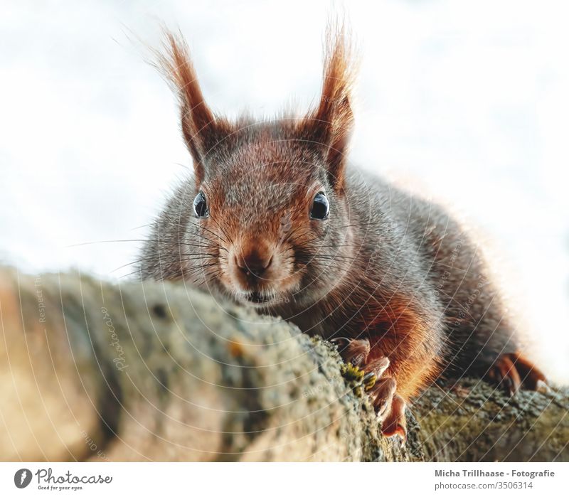 Eichhörnchen liegend auf einem Ast Sciurus vulgaris Tiergesicht Kopf Auge Nase Ohr Pfote Krallen Fell Zweige u. Äste Wildtier Schönes Wetter Sonnenlicht