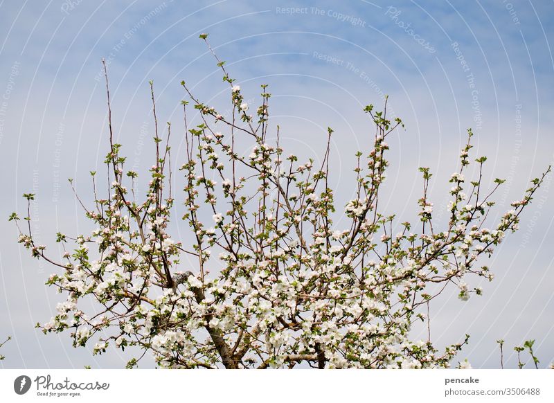 frühling Blüten Apfelbaum Frühling fröhlich Optimismus Baum Außenaufnahme Himmel Farbfoto Schönes Wetter Umwelt Sonnenlicht Apfelblüte Frühlingsgefühle
