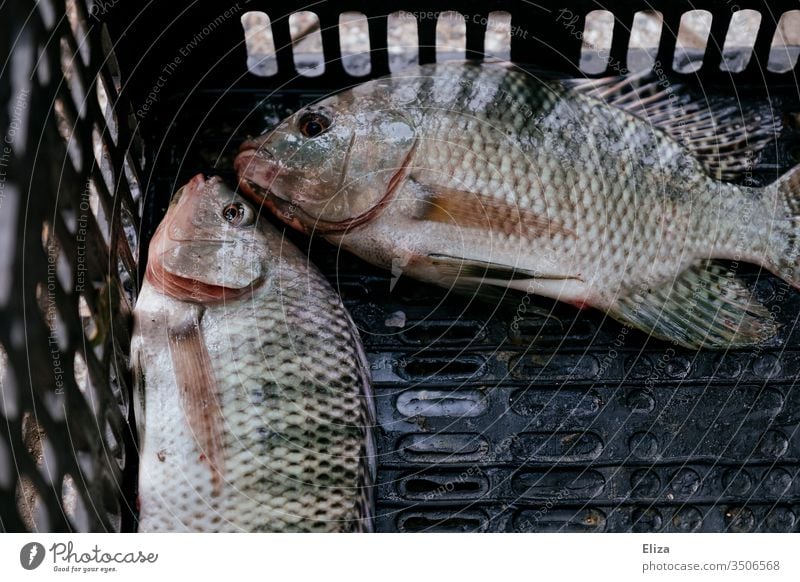 Zwei gefangene tote Fische in einer Kiste angeln geangelt Angeln Freizeit & Hobby zwei Außenaufnahme Fischereiwirtschaft Ernährung Tag Lebensmittel Flossen