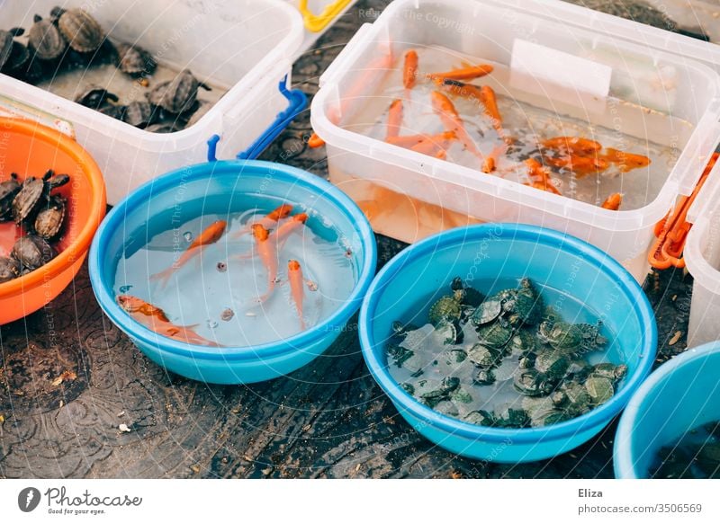 Eimer und Schüsseln mit Wasser und lebenden Tieren, Fischen, Schildkröten gefüllt Verkauf verkaufen Vietnam Straßenrand bunt Tierhandlung nicht artgerecht