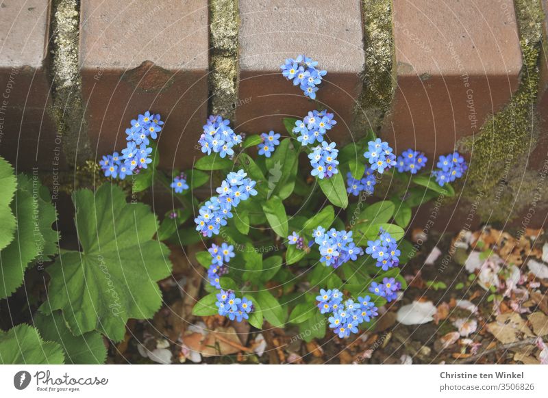 Vergissmeinnicht-Pflanze  / Myosotis und Blätter des Frauenmantels / Alchemilla vor einer niedrigen älteren Mauer Frauenmantelblatt Steinmauer grün blau
