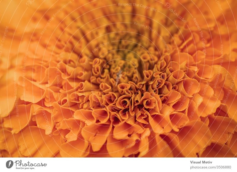 Orangene Blütenblätter der Tagetes erecta, allgemein bekannt als Afrikanische Ringelblume Blume Blütezeit botanisch Botanik Flora geblümt blumig Garten