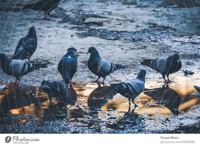 Tauben trinken am Nachmittag Wasser aus einer Pfütze in einem städtischen Park Vögel im Freien Tiere Außenseite Natur natürlich Garten urban Fauna Tierwelt