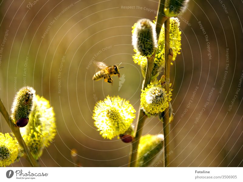 Anflug - oder eine kleine fleißige Honigbine, die blühende Weidenkätzchen anfliegt um Pollen zu sammeln Biene Honigbiene Insekt Tier Natur Außenaufnahme