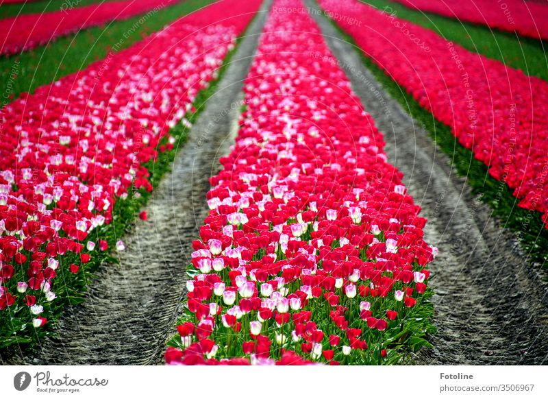 Das kann nicht nur Holland - oder ein Tulpenfeld mit tausenden wunderschön blühender Tulpen in den Farbem pink und weiß Frühling Blume Blüte Pflanze Natur grün