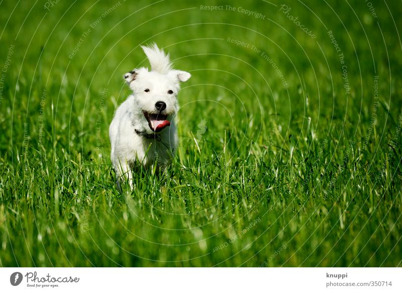 Frostie VI Umwelt Wiese Feld Tier Haustier Hund Tiergesicht Fell 1 Tierjunges Bewegung rennen frei Fröhlichkeit Wärme wild grün schwarz weiß Lebensfreude