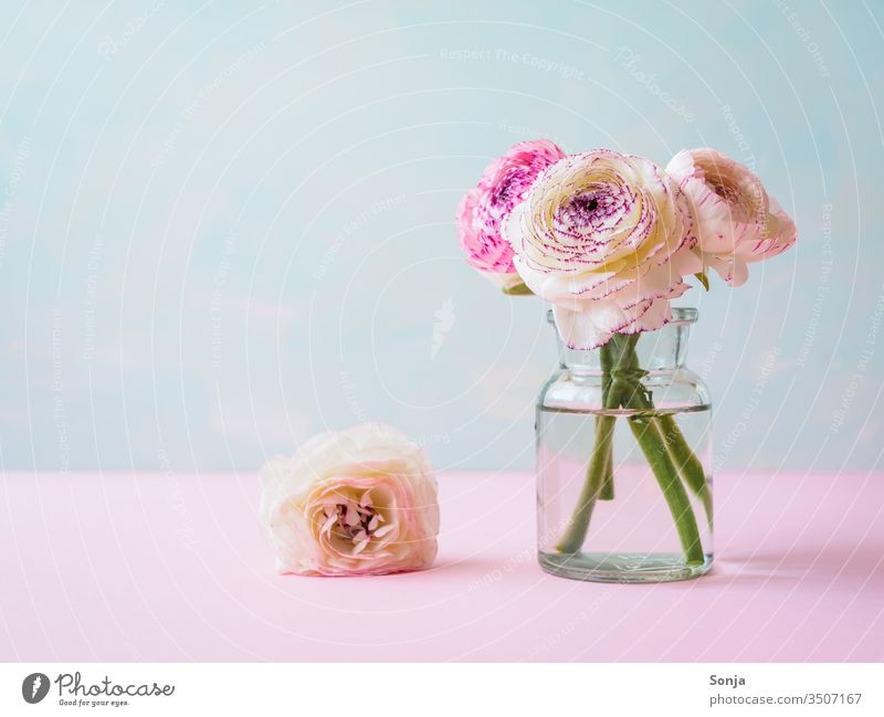 Weiße und pinke Ranunkeln in einer Glasvase auf einem rosa Tisch Fahne Blumenvase Frühling Pastellfarbig Blüte Bund Farbfoto Nahaufnahme Stängel Stilleben Natur