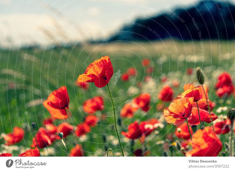 Gänseblümchen und Mohn auf dem Feld Blume Hintergrund abstrakt geblümt Muster Sommer Natur Sonne Blatt rot grün Wiese Landschaft Pflanze Sonnenlicht hell