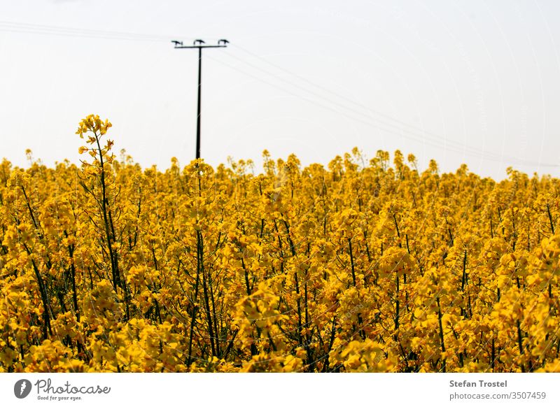Rapsblüte und erste Rapsfrüchte am Stiel in einem schönen gelben Rapsfeld Horizont Brennstoff sonnig natürlich Biografie Natur Erdöl Diesel Wirtschaft Ackerbau