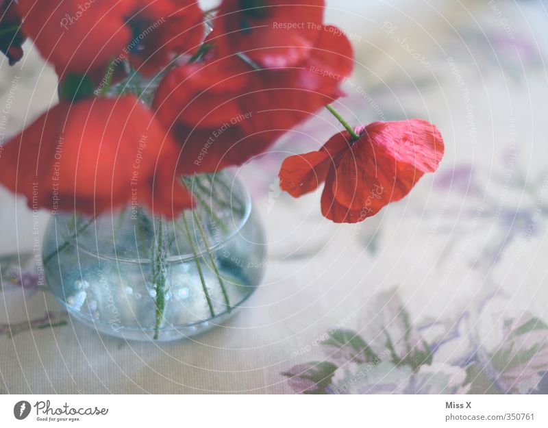 Trauermohn Dekoration & Verzierung Tisch Sommer Blume Blüte Blühend Duft hängen verblüht dehydrieren rot Traurigkeit Liebeskummer Verfall Vergänglichkeit Mohn