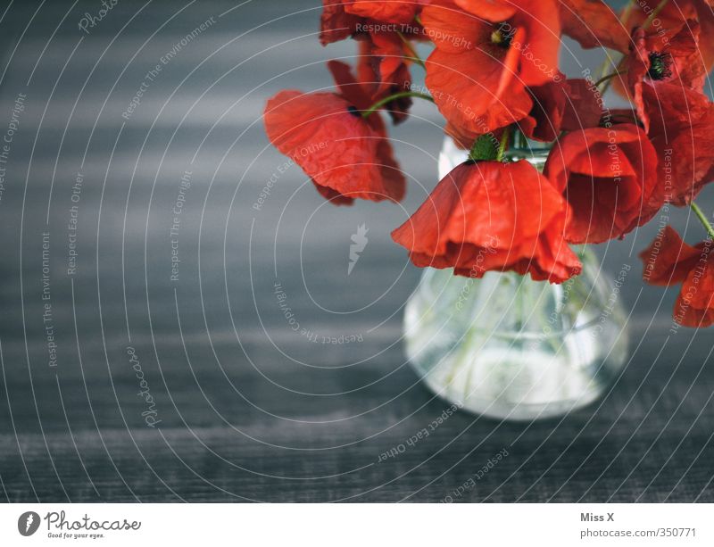 Mohn Dekoration & Verzierung Blume Blüte verblüht dehydrieren rot Gefühle Stimmung Traurigkeit Trauer Verfall Vergänglichkeit Blumenstrauß schlaff Vase Farbfoto