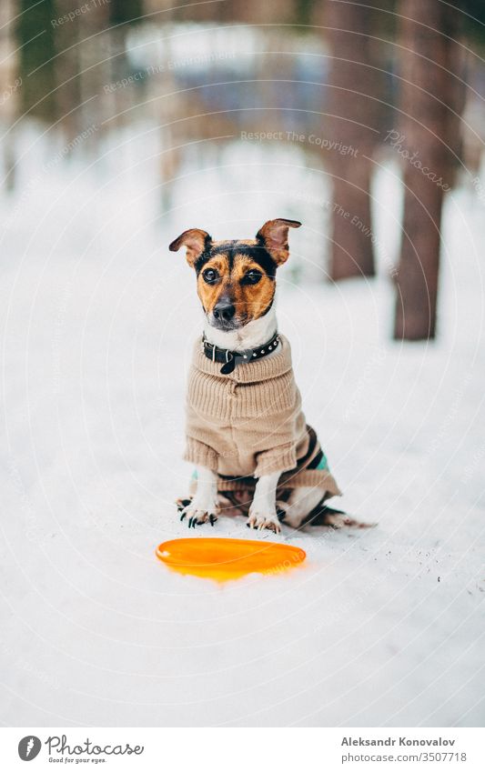 Jack Russell Hund mit Pullover, der im Winter neben einem Freesby sitzt. freesby Halsband Schnee Sitzen Außenaufnahme kalt Haustier Tier