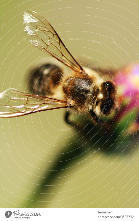systemrelevant | unsere bienchen Nektar Honig Pollen Tier Nahaufnahme Wiese Garten Hummel Biene fliegen Flügel Umwelt Wärme Blütenstaub Sonnenlicht Blume blühen