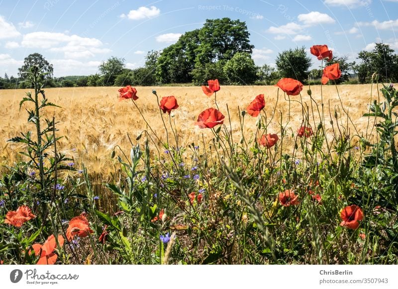 Getreidefeld mit Mohnblumen im Sommer Landschaft blauer Himmel Landwirtschaft Feld Natur Außenaufnahme Wolken Menschenleer Farbfoto Umwelt Wachstum