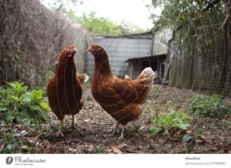 Zwei braune Hühner stehen im Hühnerauslauf und schauen verwundert in die Kamera Huhn Hühnerstall Planzen Laub Zaun Gehege Chicken bäuerlich Landwirtschaft