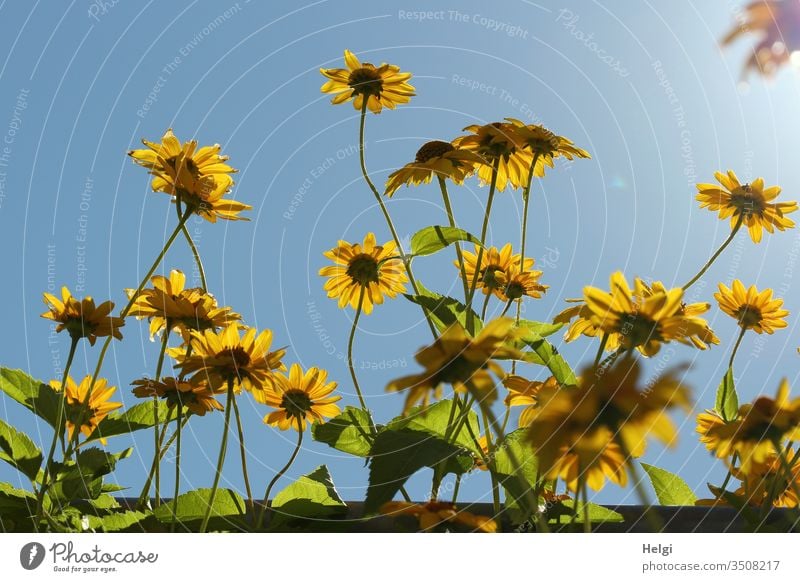 Blüten der Topinambur-Pflanze im Gegenlicht vor blauem Himmel Blume Korbblüter Sonnenblume Nutzpflanze Sprossknollen Wurzelgemüse Ernährung Natur gelb Farbfoto