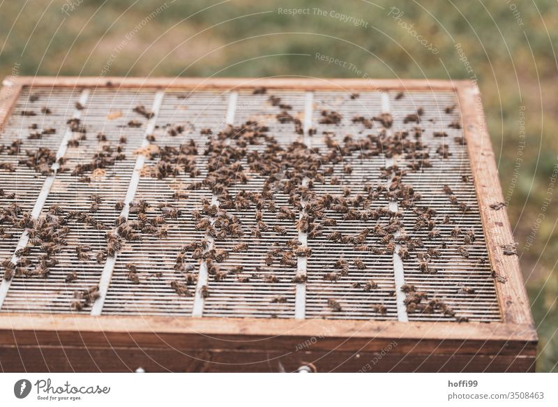 Einblick in einen offenen Bienenstock Bienenwaben Bienenzucht Bienenkorb Honig Honigbiene Imkerei imkern Wabe Insekt Natur Kolonie Sommer Lebensmittel Bauernhof