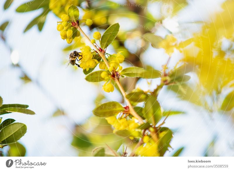Detail einer Biene auf gelben Blüten eines Strauches mit Hintergrundbeleuchtung Blume Insekt Natur Pollen Sommer Sonne schön Detailaufnahme grün Makro Frühling