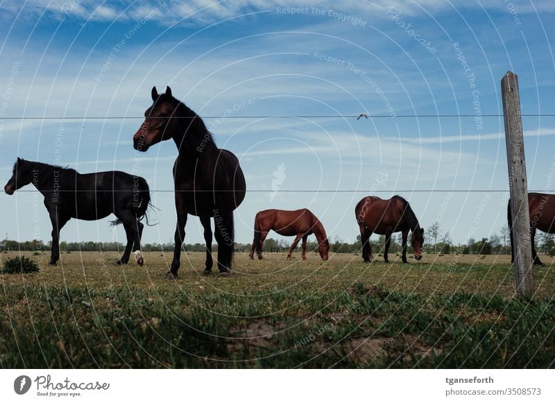 Pferde auf der Weide Pferdeweide Tier Außenaufnahme Farbfoto Tierporträt natürlich Nutztier Menschenleer Landschaft Pferdezucht Mähne stehen