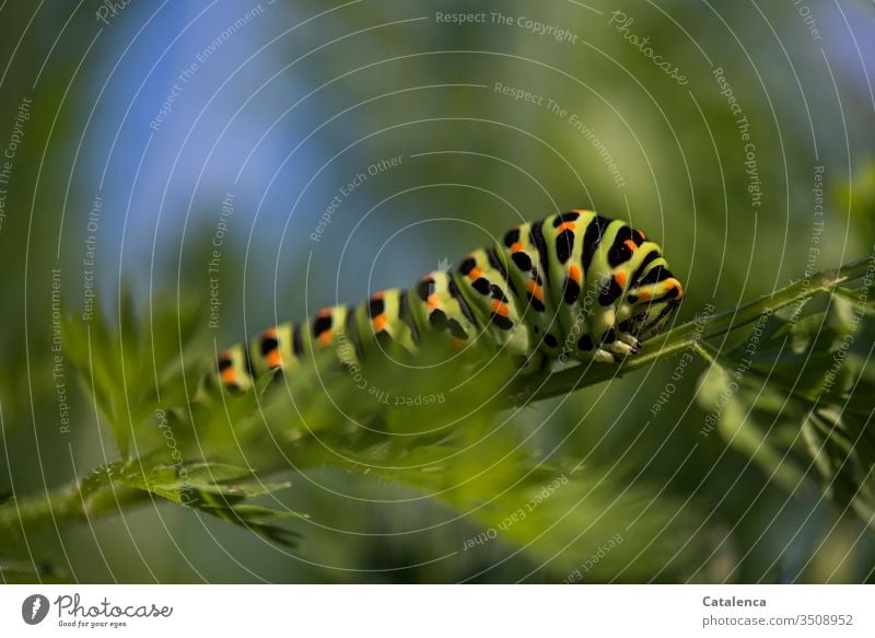 Die Raupe eines Schwalbenschwanz krabbelt ein Möhrenblatt entlang Insekt Schmetterling Pflanze Blatt Gemüse Sommer Makroaufnahme Natur schwarz grün krabbeln