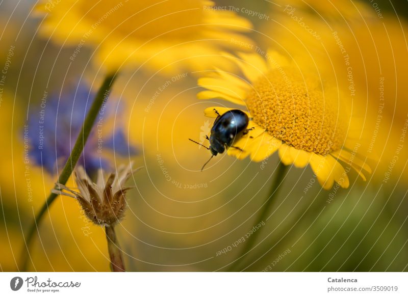 Auf der gelben Wiesenblume krabbelt ein blauer Blattschneiderkäfer Käfer Insekt Tier Pflanze Fauna Flora Sommer Gelb krabbeln Blütenblätter Glebionis segetum