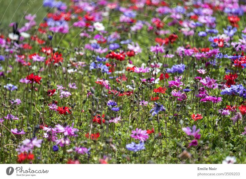 Bunte Blumenwiese Wiese Ein Lizenzfreies Stock Foto Von Photocase