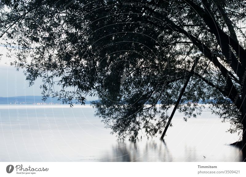 Ein mächtiger Baum am Bodensee Wasser Stamm Äste Blätter Ruhe Ufer Hügel Himmel Hintergrund Stab blau hell schwarz dunkel See Reflexion & Spiegelung kühl