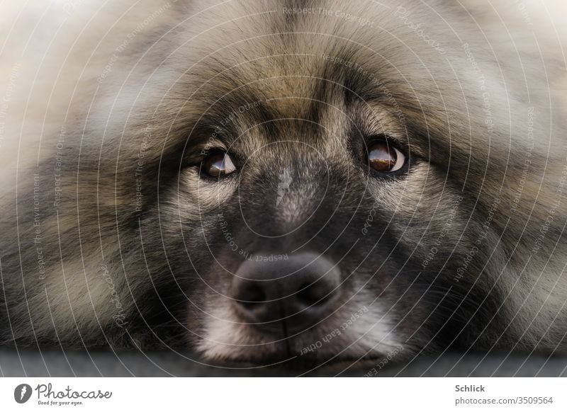Tierportrait Hündin Wolfsspitz frontal im Liegen blickt nach links Hund fronal liegen Blick blicken Seite seitlich Hunderasse schön Treue sanft Hundeaugen